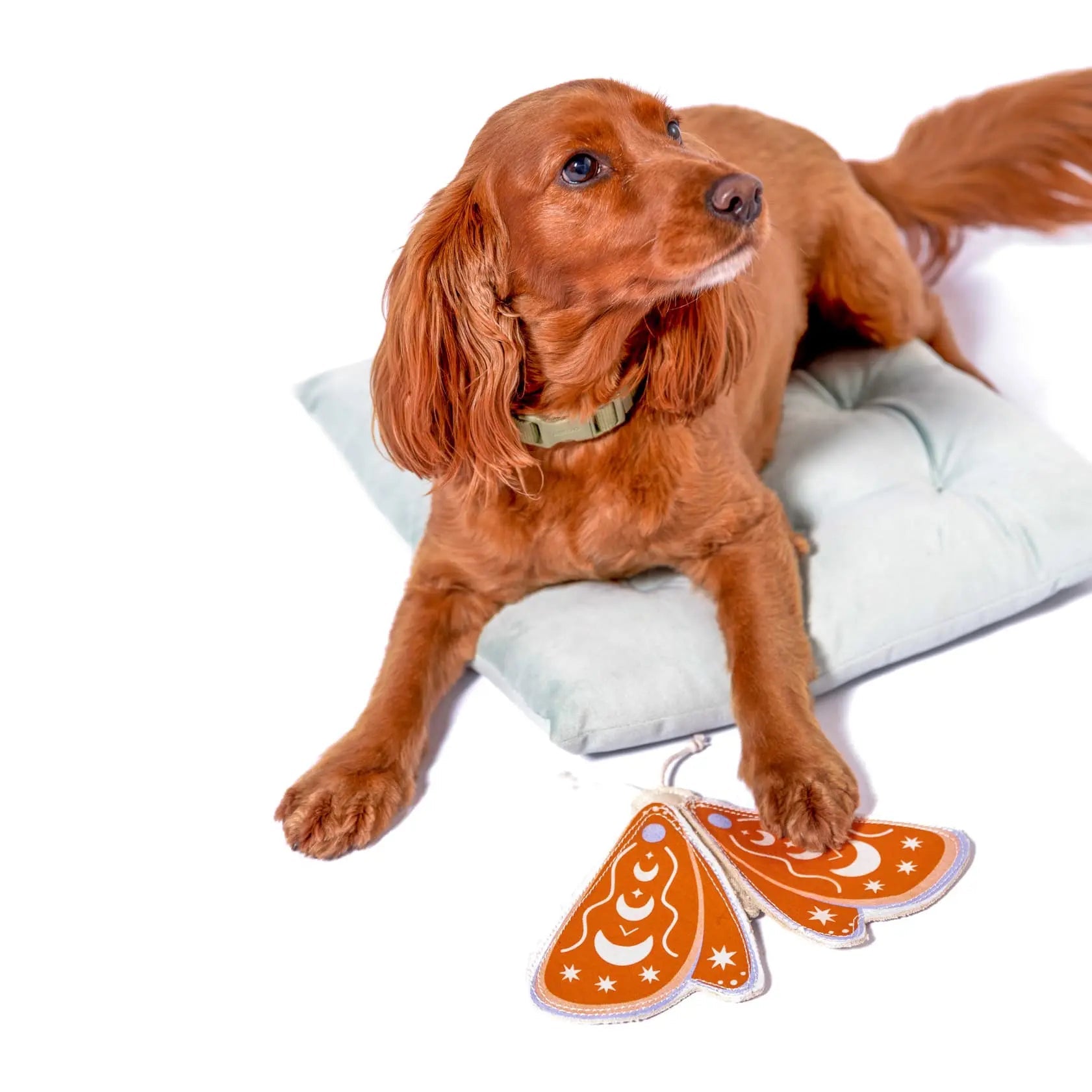 Luna Moth Canvas Toy